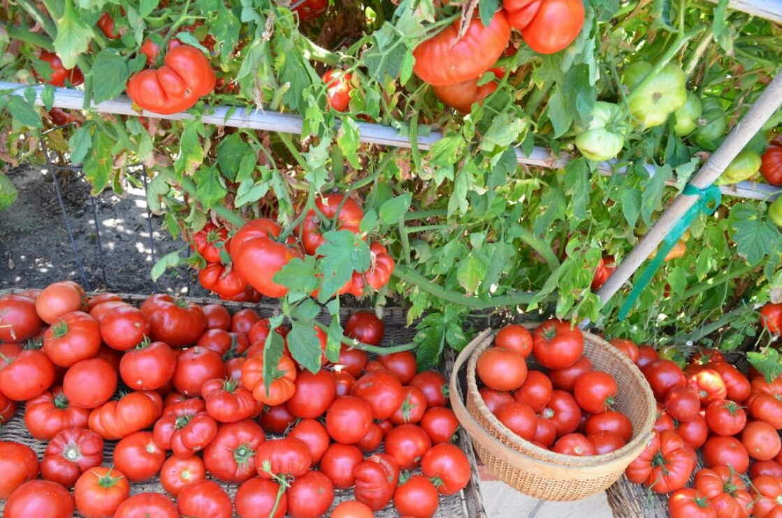 tomaty-2-7151311